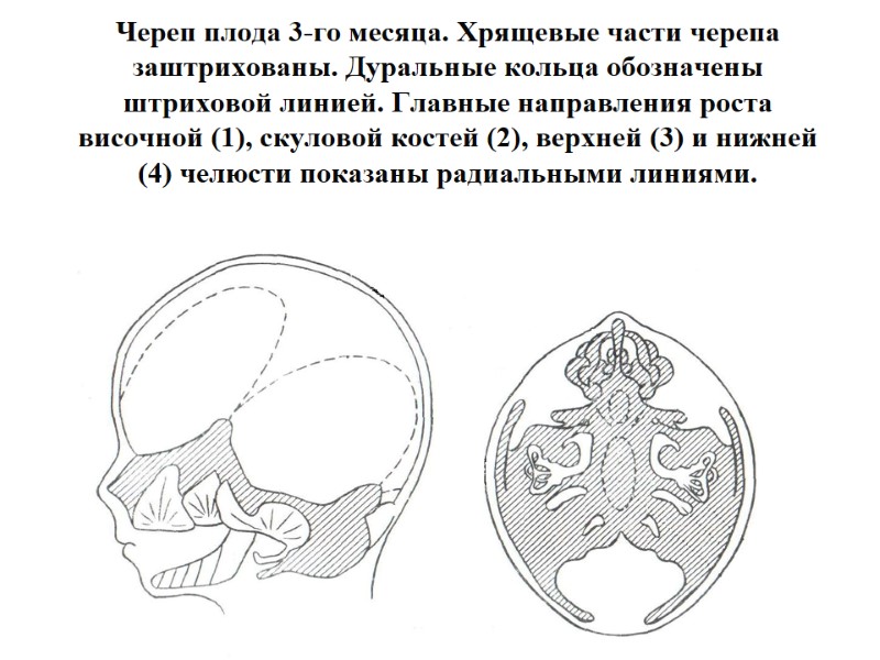 Череп плода 3-го месяца. Хрящевые части черепа заштрихованы. Дуральные кольца обозначены штриховой линией. Главные